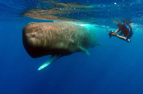 Into the Blue: Swimming with and Photographing Sperm Whales